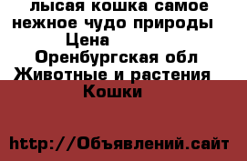 лысая кошка самое нежное чудо природы › Цена ­ 5 000 - Оренбургская обл. Животные и растения » Кошки   